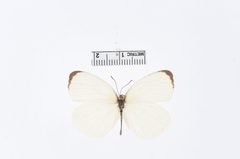 Eurema albula by the Smithsonian. Used under a CC0 license.