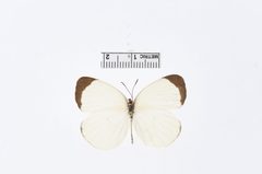 Eurema albula by the Smithsonian. Used under a CC0 license.