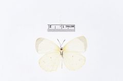 Eurema albula by the Smithsonian. Used under a CC0 license.