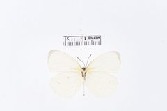 Eurema albula by the Smithsonian. Used under a CC0 license.