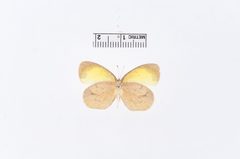 Eurema daira by the Smithsonian. Used under a CC0 license.