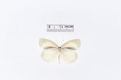 Eurema daira by the Smithsonian. Used under a CC0 license.