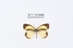 Eurema daira by the Smithsonian. Used under a CC0 license.