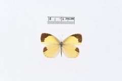 Eurema daira by the Smithsonian. Used under a CC0 license.