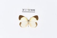 Eurema elathea by the Smithsonian. Used under a CC0 license.