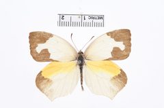 Eurema mexicana by the Smithsonian. Used under a CC0 license.
