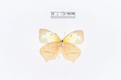 Eurema mexicana by the Smithsonian. Used under a CC0 license.