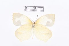 Eurema mexicana by the Smithsonian. Used under a CC0 license.