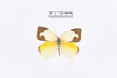 Eurema mexicana by the Smithsonian. Used under a CC0 license.
