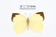 Eurema salome by the Smithsonian. Used under a CC0 license.