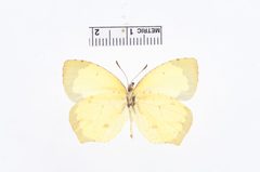 Eurema salome by the Smithsonian. Used under a CC0 license.