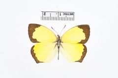 Eurema salome by the Smithsonian. Used under a CC0 license.