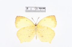 Eurema salome by the Smithsonian. Used under a CC0 license.