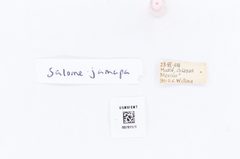 Eurema salome by the Smithsonian. Used under a CC0 license.