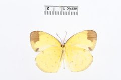 Eurema sari by the Smithsonian. Used under a CC0 license.