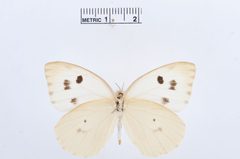 Ganyra howarthi by the Smithsonian. Used under a CC0 license.
