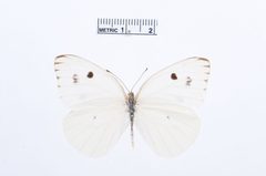 Ganyra howarthi by the Smithsonian. Used under a CC0 license.