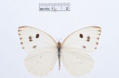 Ganyra howarthi by the Smithsonian. Used under a CC0 license.
