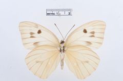 Ganyra josephina by the Smithsonian. Used under a CC0 license.