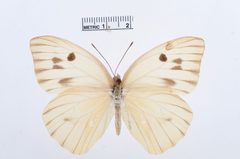 Ganyra josephina by the Smithsonian. Used under a CC0 license.
