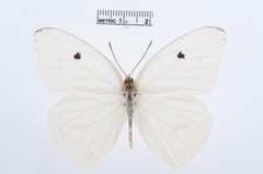 Ganyra josephina by the Smithsonian. Used under a CC0 license.