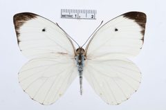 Ganyra phaloe by the Smithsonian. Used under a CC0 license.
