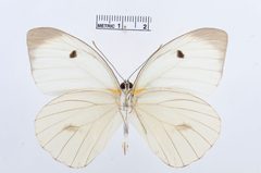 Ganyra phaloe by the Smithsonian. Used under a CC0 license.