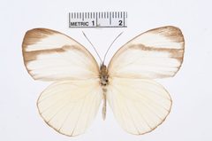Itaballia demophile by the Smithsonian. Used under a CC0 license.