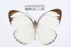 Itaballia demophile by the Smithsonian. Used under a CC0 license.