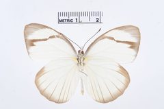 Itaballia demophile by the Smithsonian. Used under a CC0 license.