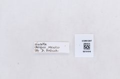 Itaballia demophile by the Smithsonian. Used under a CC0 license.