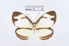 Itaballia pandosia by the Smithsonian. Used under a CC0 license.