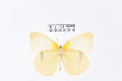 Kricogonia cabrerai by the Smithsonian. Used under a CC0 license.