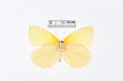 Kricogonia cabrerai by the Smithsonian. Used under a CC0 license.