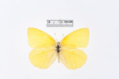 Kricogonia cabrerai by the Smithsonian. Used under a CC0 license.