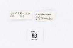 Kricogonia cabrerai by the Smithsonian. Used under a CC0 license.