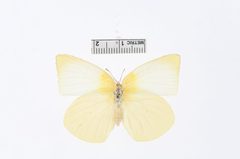 Kricogonia lycide by the Smithsonian. Used under a CC0 license.