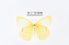 Kricogonia lycide by the Smithsonian. Used under a CC0 license.