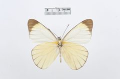Melete leucadia by the Smithsonian. Used under a CC0 license.