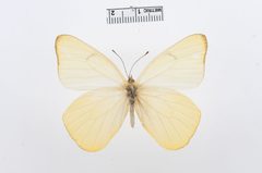 Melete lycimnia by the Smithsonian. Used under a CC0 license.