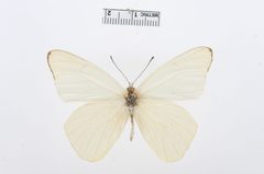 Melete lycimnia by the Smithsonian. Used under a CC0 license.