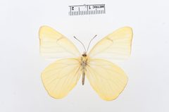 Melete lycimnia by the Smithsonian. Used under a CC0 license.