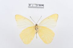 Melete lycimnia by the Smithsonian. Used under a CC0 license.