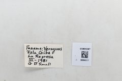 Melete polyhymnia by the Smithsonian. Used under a CC0 license.