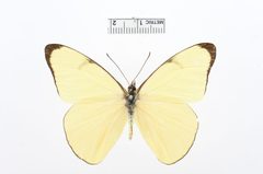 Melete polyhymnia by the Smithsonian. Used under a CC0 license.