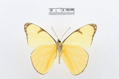 Melete polyhymnia by the Smithsonian. Used under a CC0 license.
