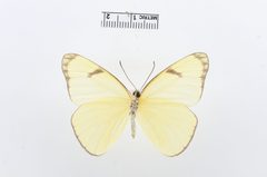 Melete polyhymnia by the Smithsonian. Used under a CC0 license.
