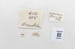Melete polyhymnia by the Smithsonian. Used under a CC0 license.