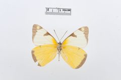 Melete salacia by the Smithsonian. Used under a CC0 license.