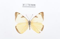 Melete salacia by the Smithsonian. Used under a CC0 license.